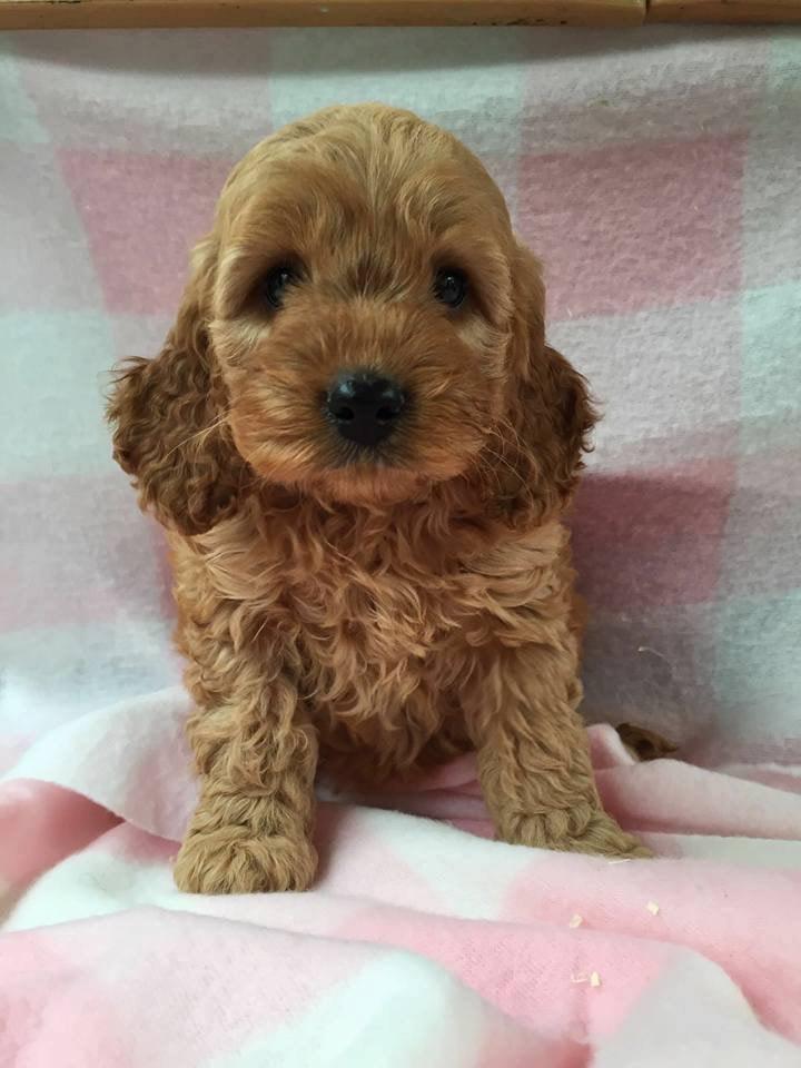 10 Cockapoo Puppies in New York Neighborhoods
