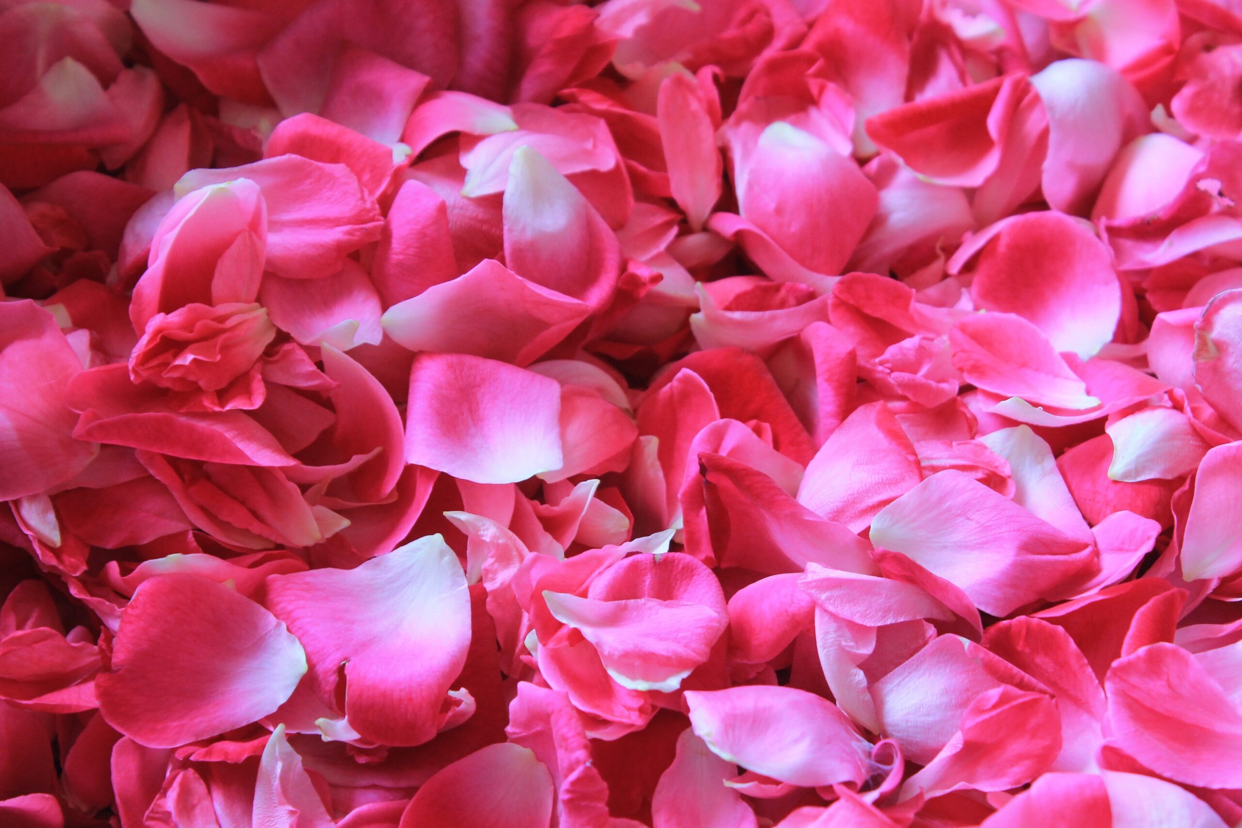 10 Rose Petals in New York Neighborhoods