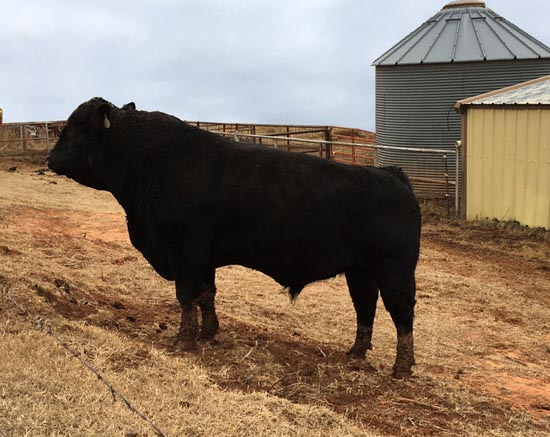 10 Bulls For Sale in New York Neighborhoods