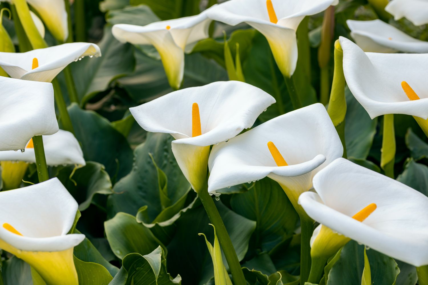 10 Calla Lilies in New York Neighborhoods