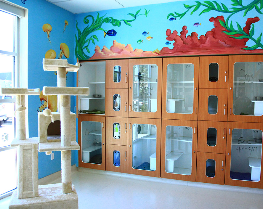 10 Boarding Cats in New York Neighborhoods