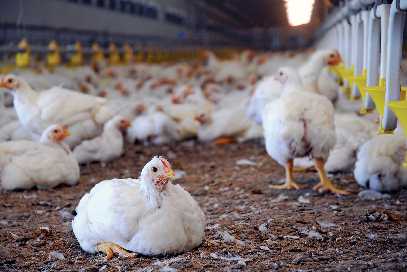 10 Poultry Processing in New York Neighborhoods