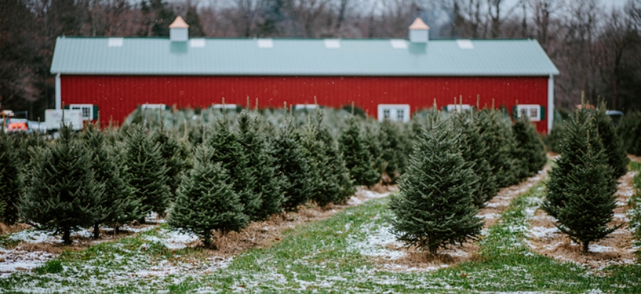 10 Christmas Tree Farms Cut Your Own in New York Neighborhoods