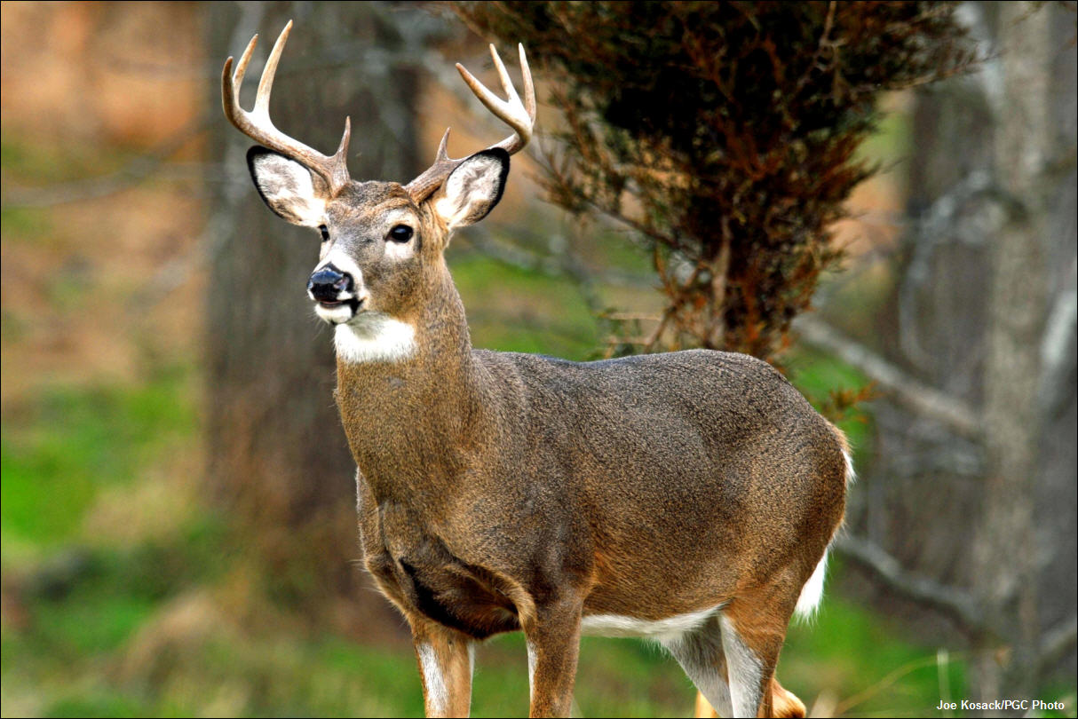 10 Deer Processors in New York Neighborhoods