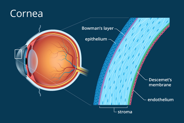 10 Cornea Doctors in New York Neighborhoods