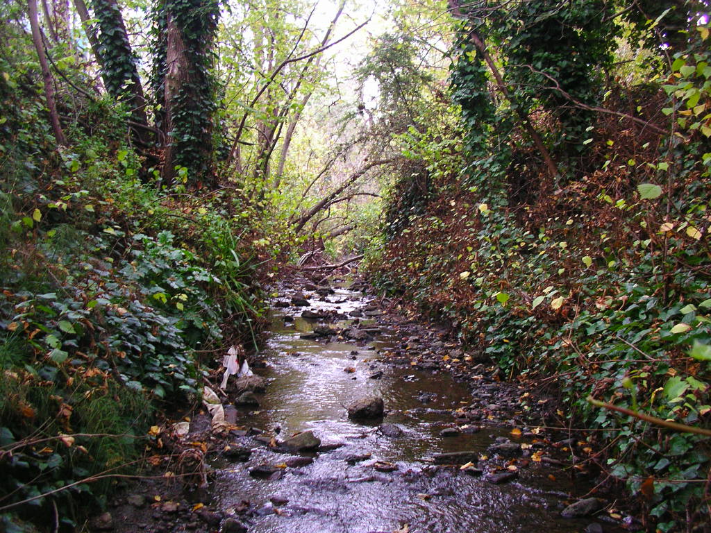 10 Creeks in New York Neighborhoods