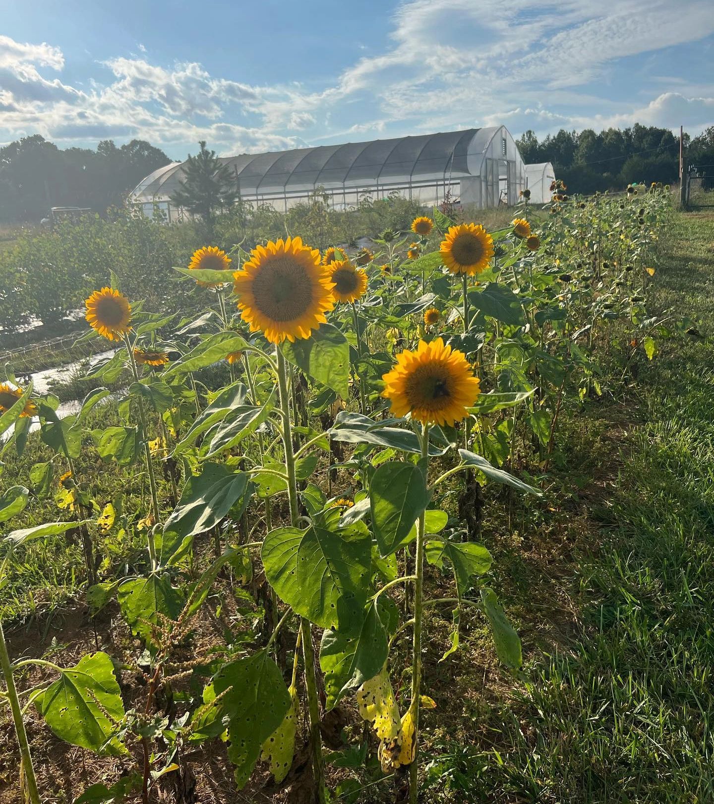 10 Pick Your Own Flowers in New York Neighborhoods