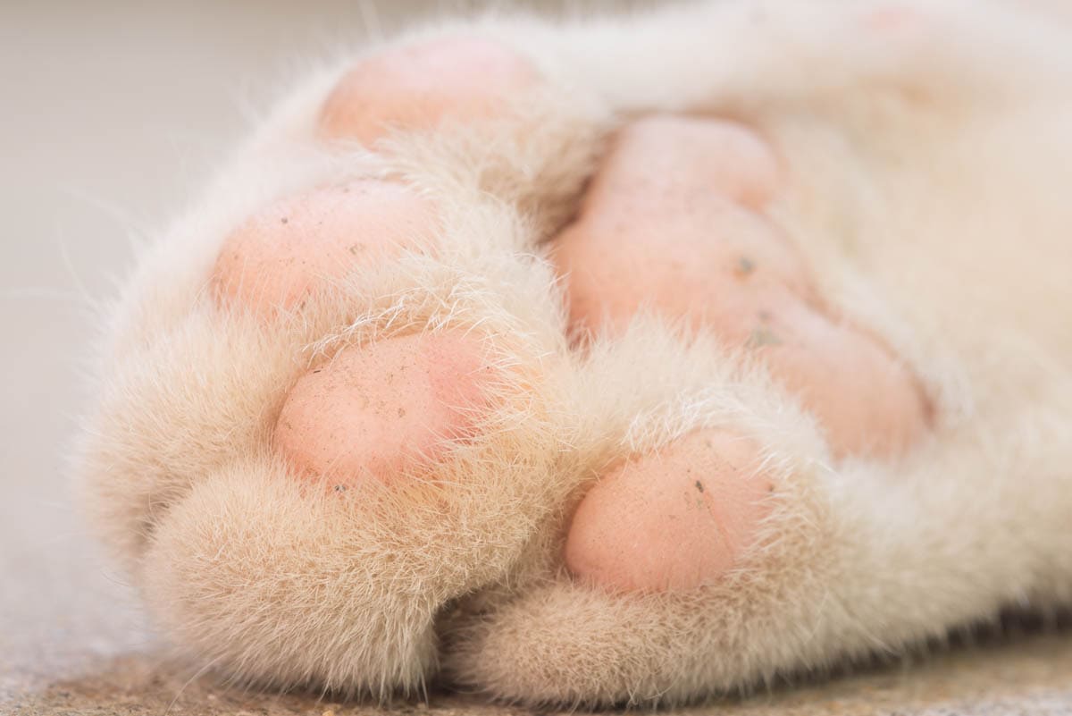 10 Cat Declawing in New York Neighborhoods