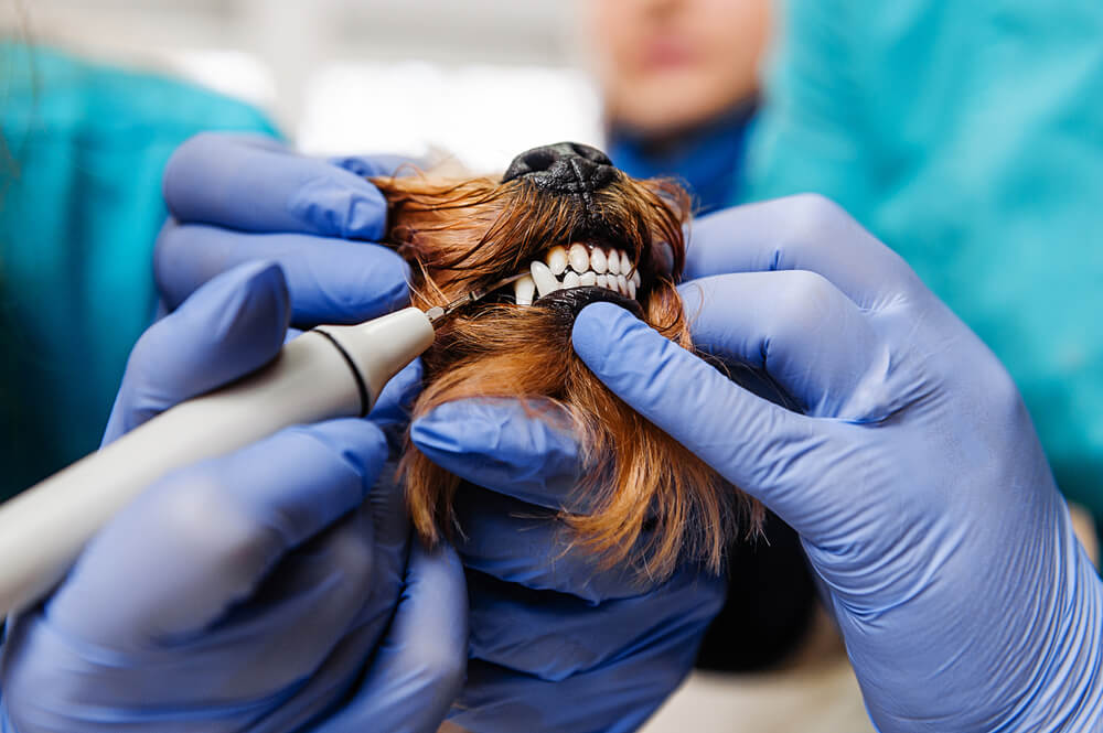 10 Dental Cleaning For Dogs in New York Neighborhoods