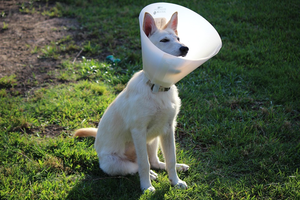 10 Dog Cone in New York Neighborhoods