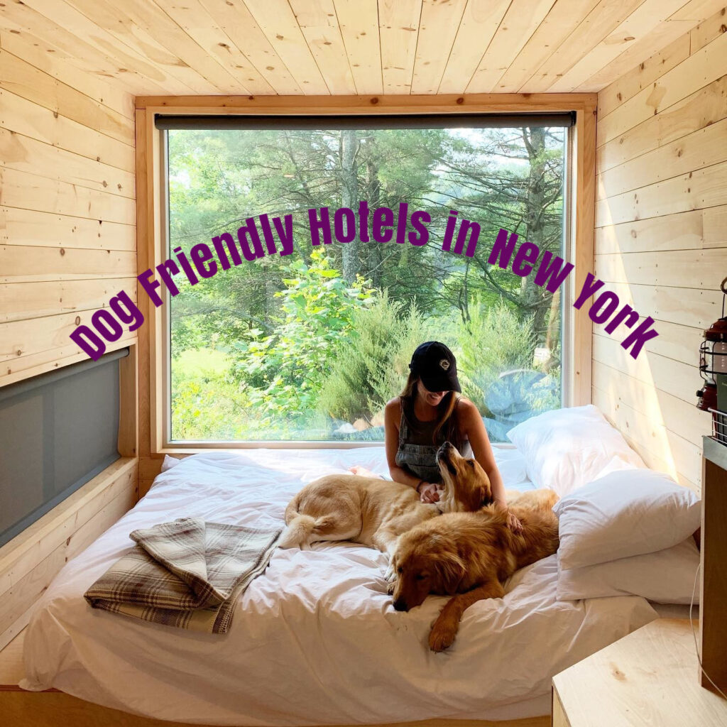 10 Dog Friendly Hotels in New York Neighborhoods