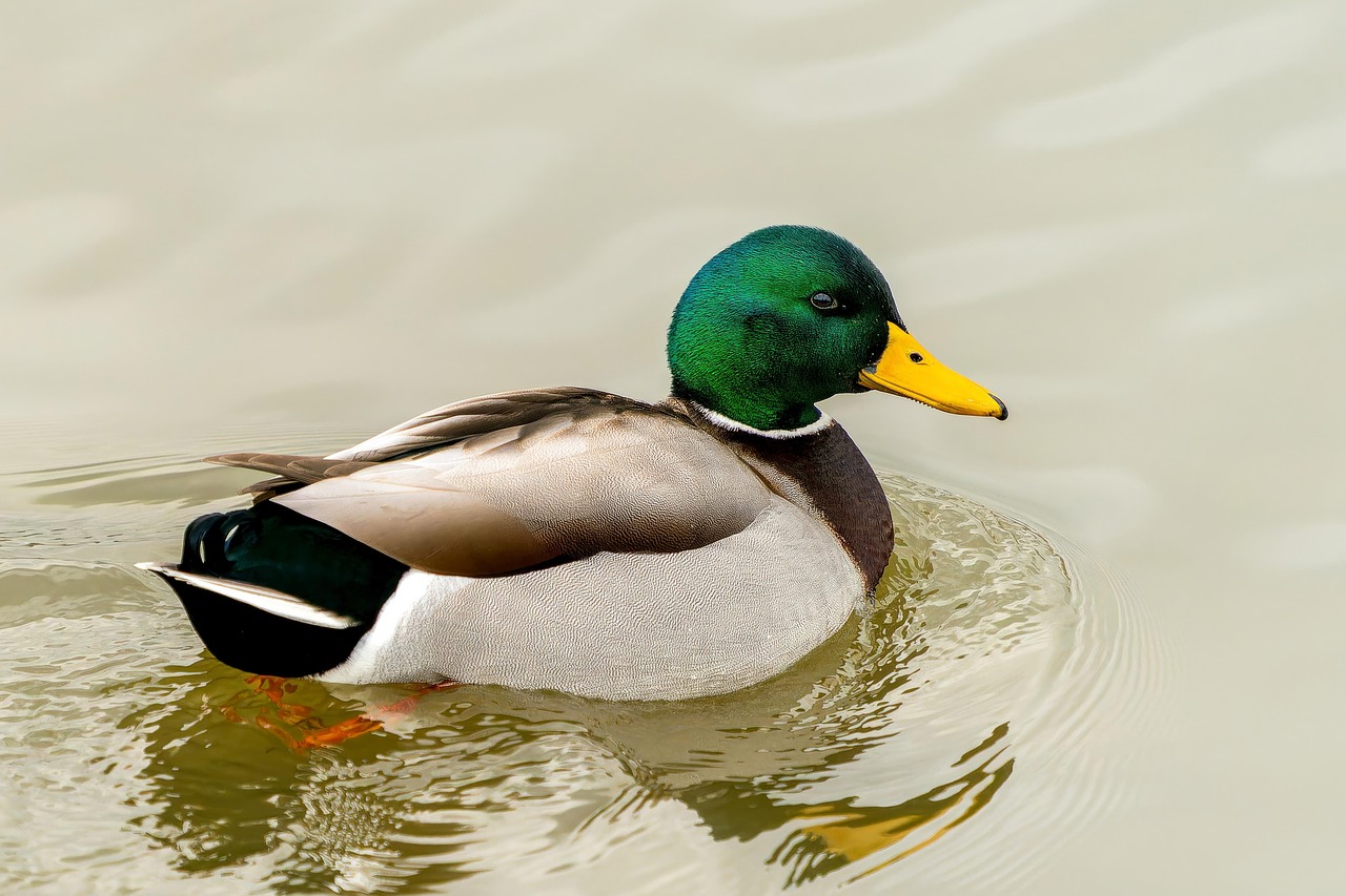 10 Duck Park in New York Neighborhoods
