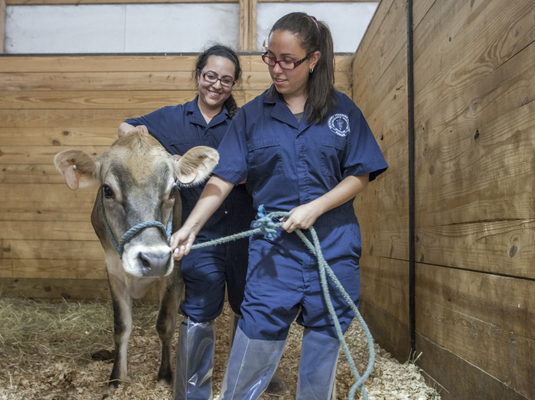10 Farm Animal Vet in New York Neighborhoods
