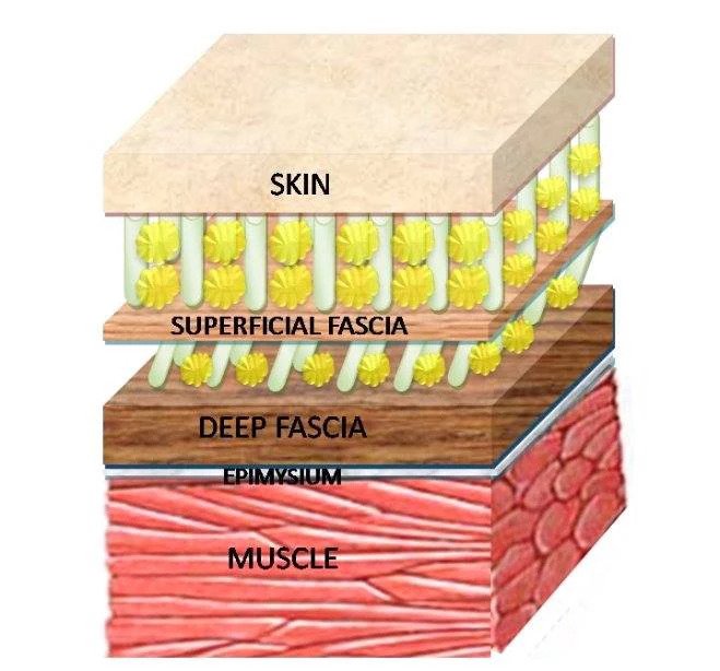 10 Fascia Release Massage in New York Neighborhoods