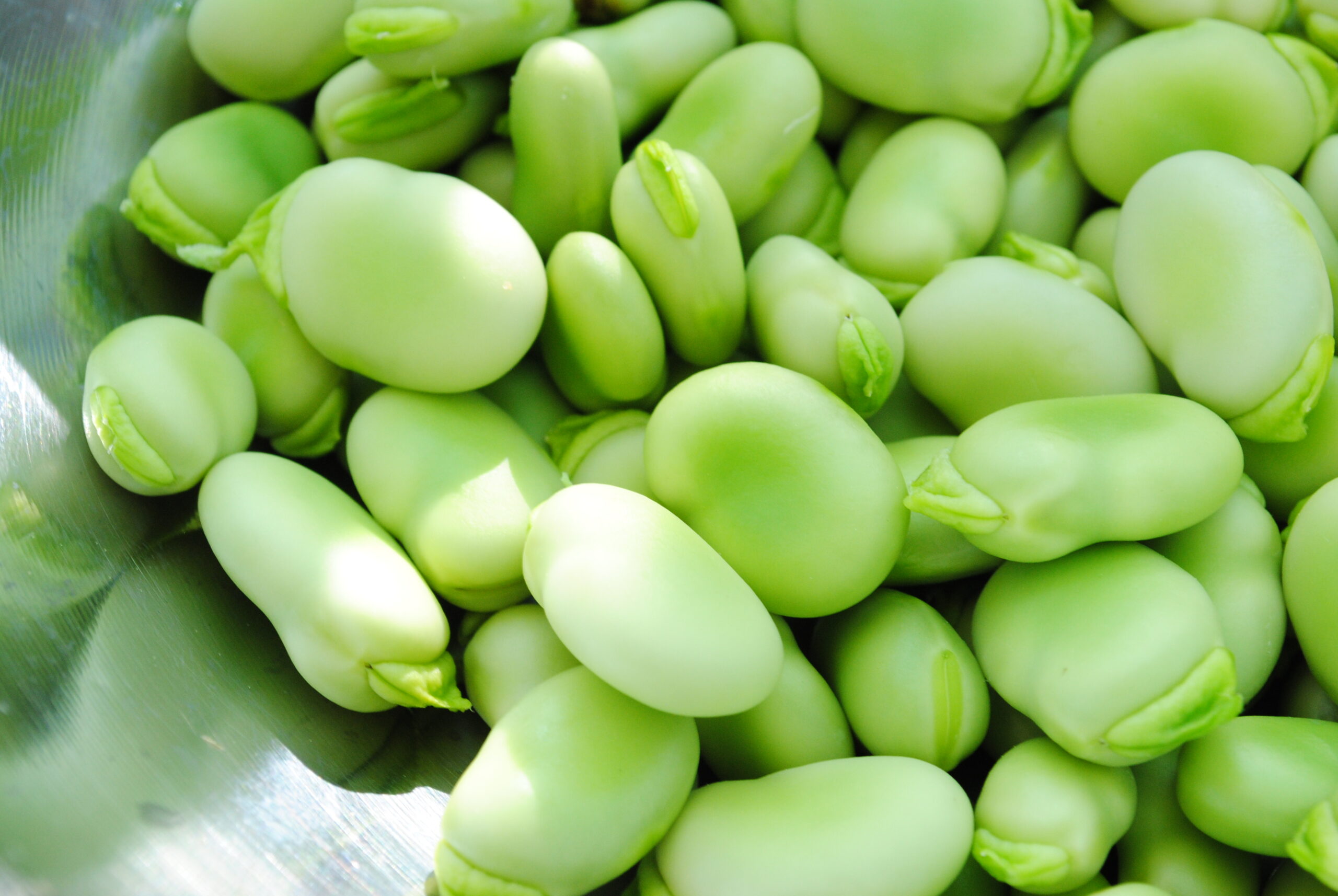 10 Fava Beans in New York Neighborhoods