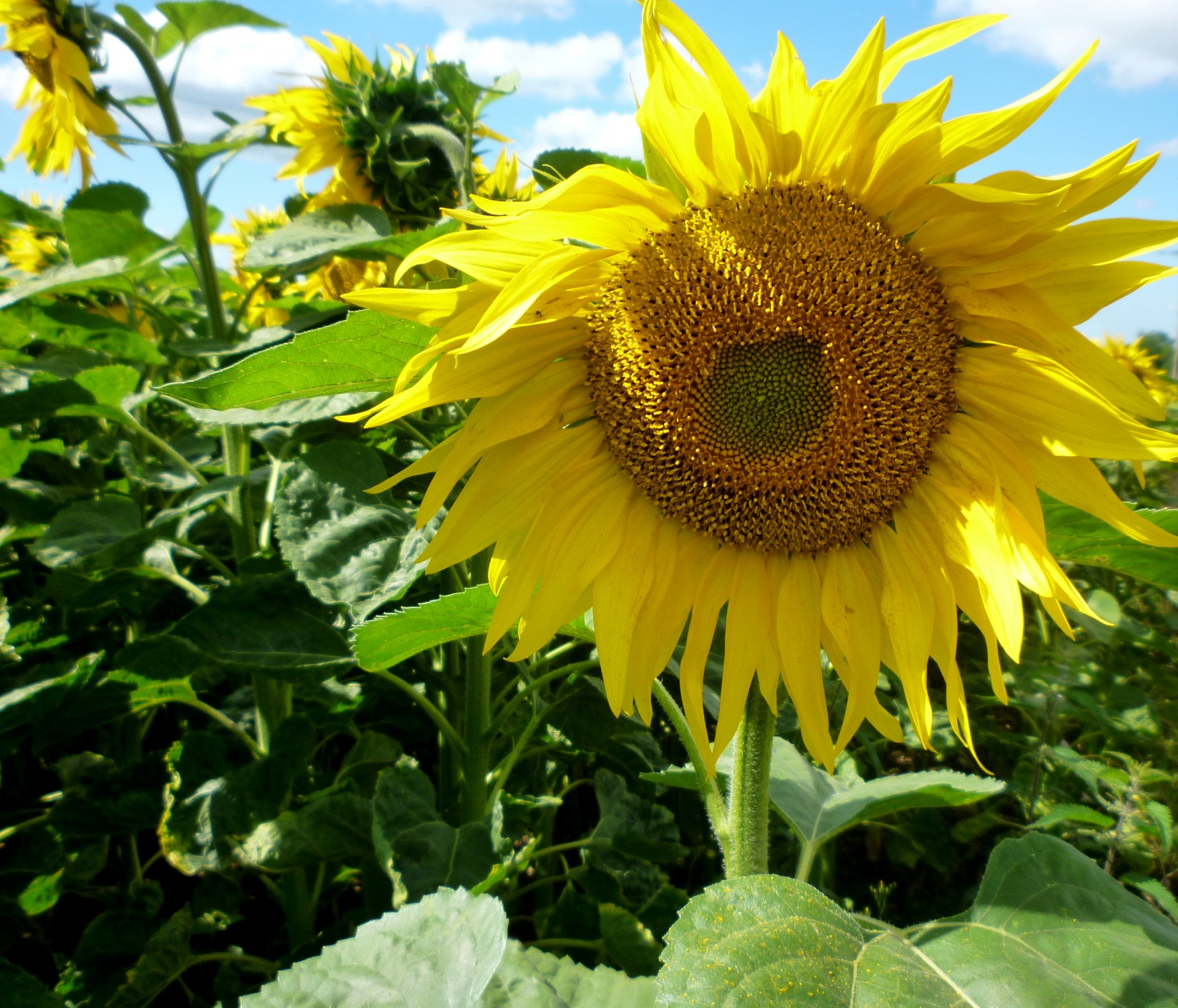 10 Sunflowers in New York Neighborhoods