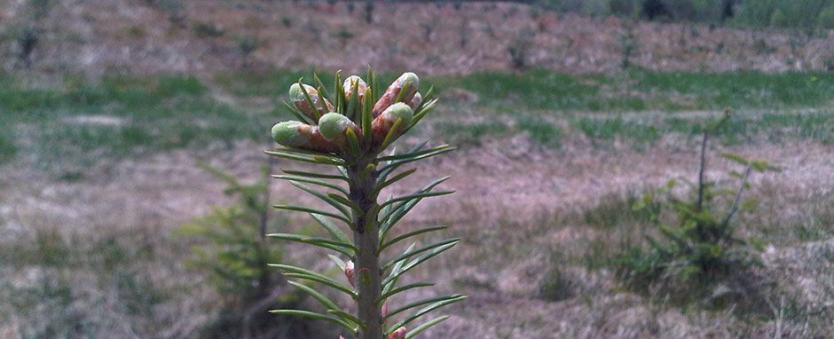 10 Fresh Cut Christmas Trees in New York Neighborhoods