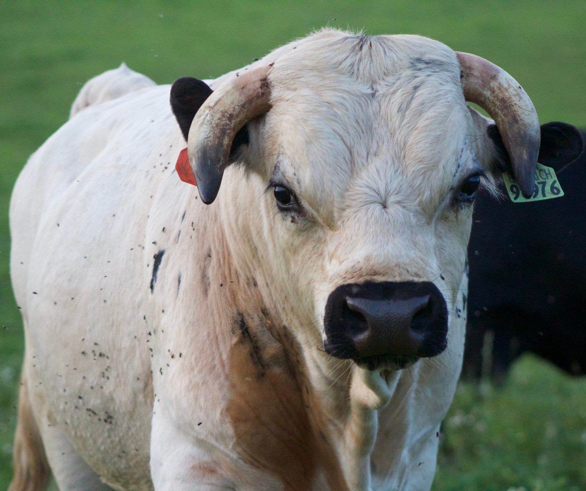 10 Miniature Cows For Sale in New York Neighborhoods