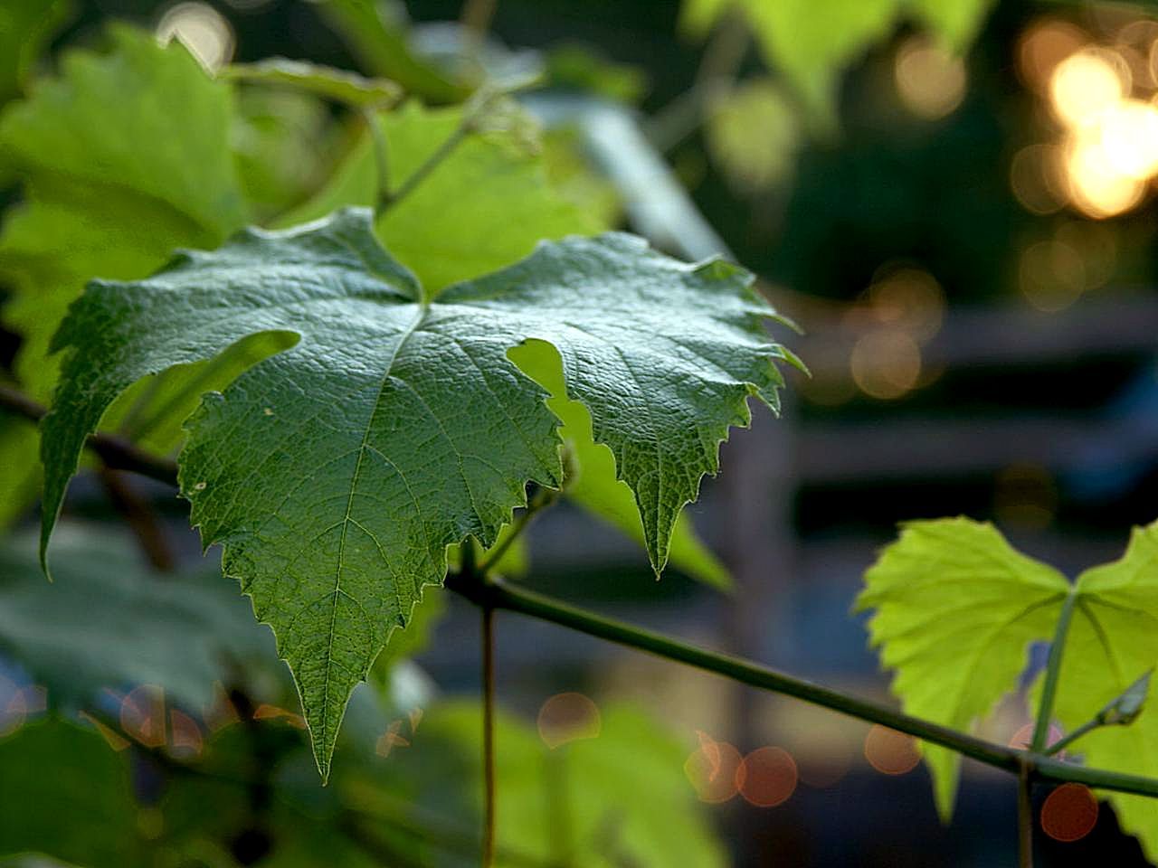 10 Grape Leaves in New York Neighborhoods