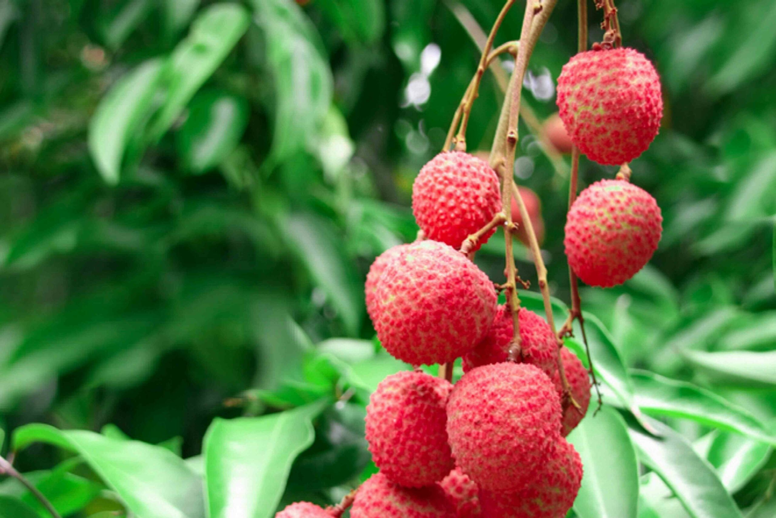 10 Lychee Fruit in New York Neighborhoods