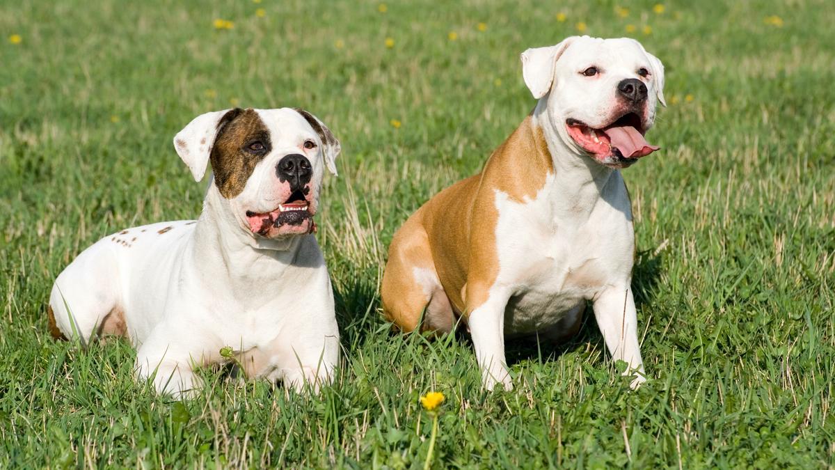 10 American Bulldog For Sale in New York Neighborhoods