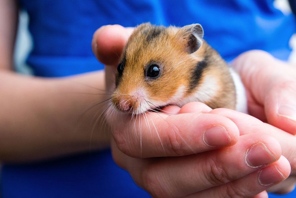 10 Hamster Vet in New York Neighborhoods