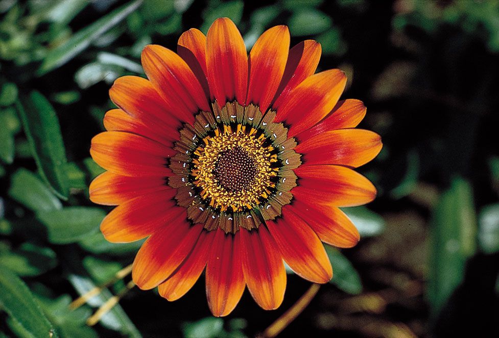 10 Flower Stands in New York Neighborhoods