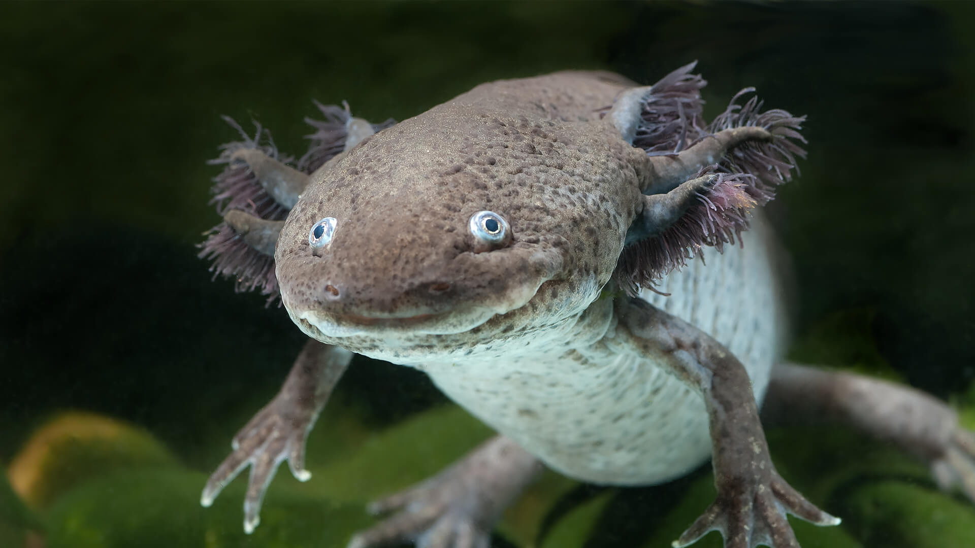 10 Axolotls For Sale in New York Neighborhoods