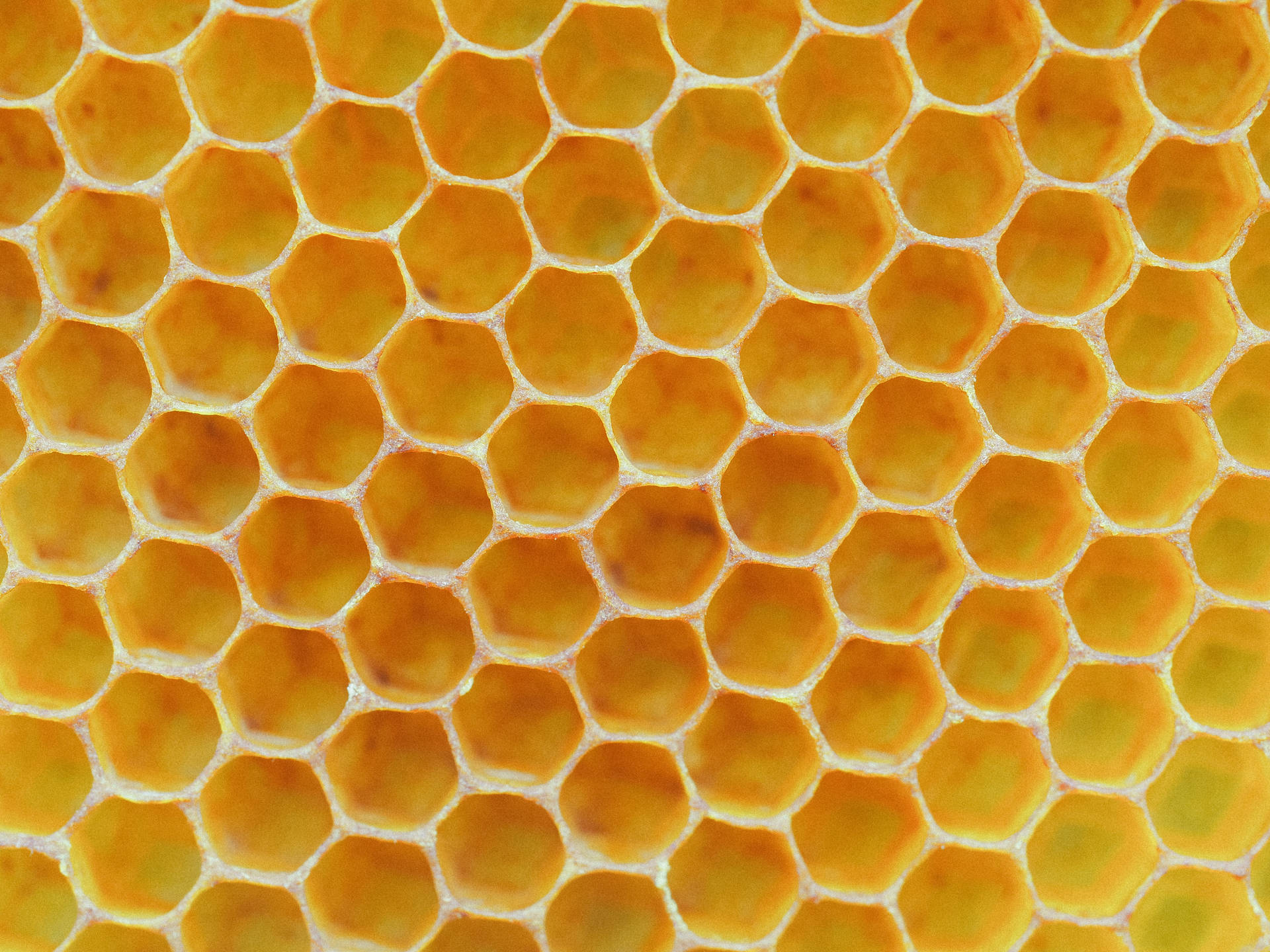 10 Honeycomb in New York Neighborhoods