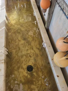 10 Live Shrimp Bait in New York Neighborhoods