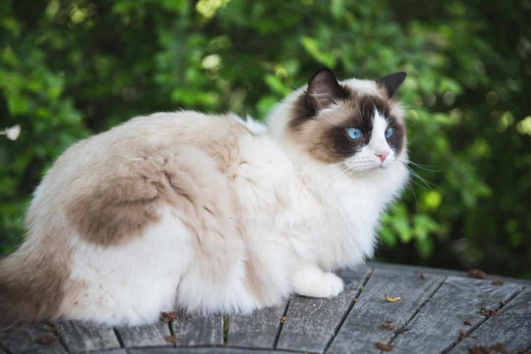 10 Ragdoll in New York Neighborhoods