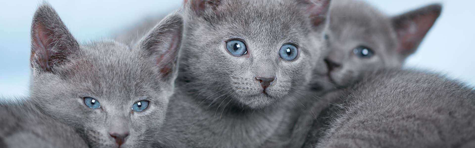 10 Russian Blue Kittens For Sale in New York Neighborhoods