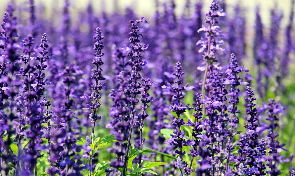 10 Lavender Syrup in New York Neighborhoods