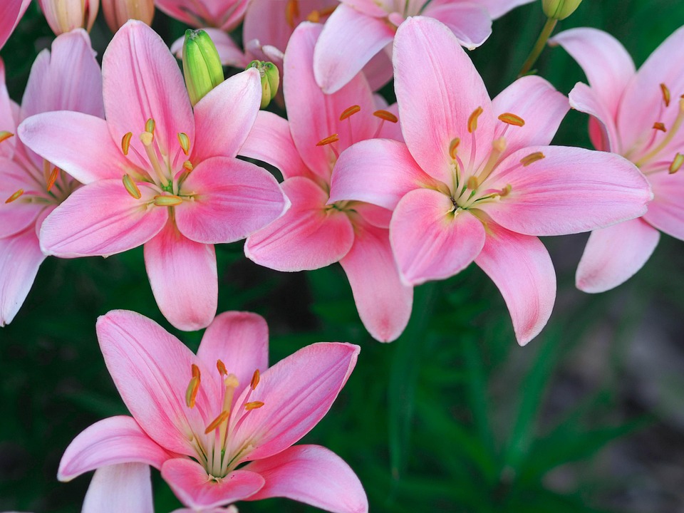 10 Lilies in New York Neighborhoods