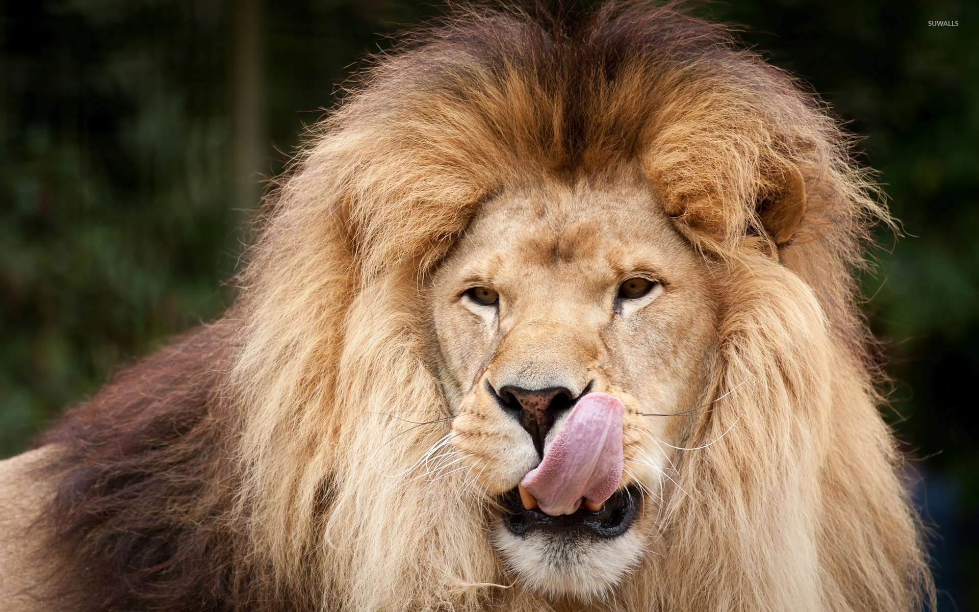 10 Lion’s Mane in New York Neighborhoods