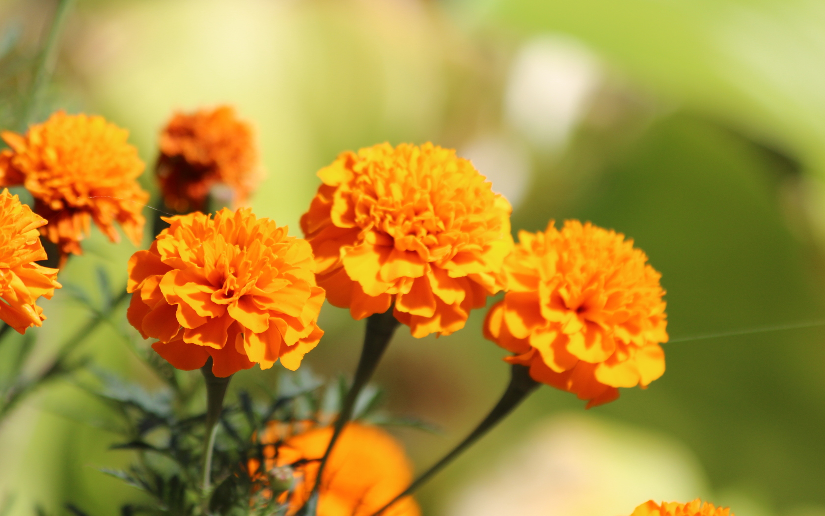 10 Marigold Flowers in New York Neighborhoods