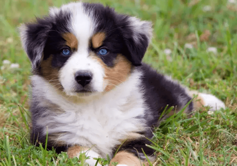 10 Australian Puppies For Sale in New York Neighborhoods