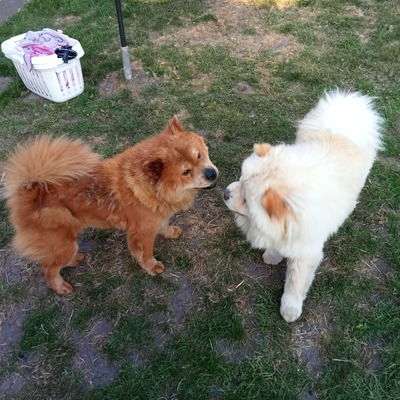 10 Chow Chows For Sale in New York Neighborhoods