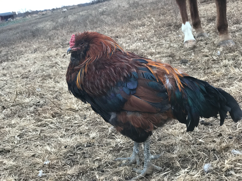 10 Roosters For Sale in New York Neighborhoods