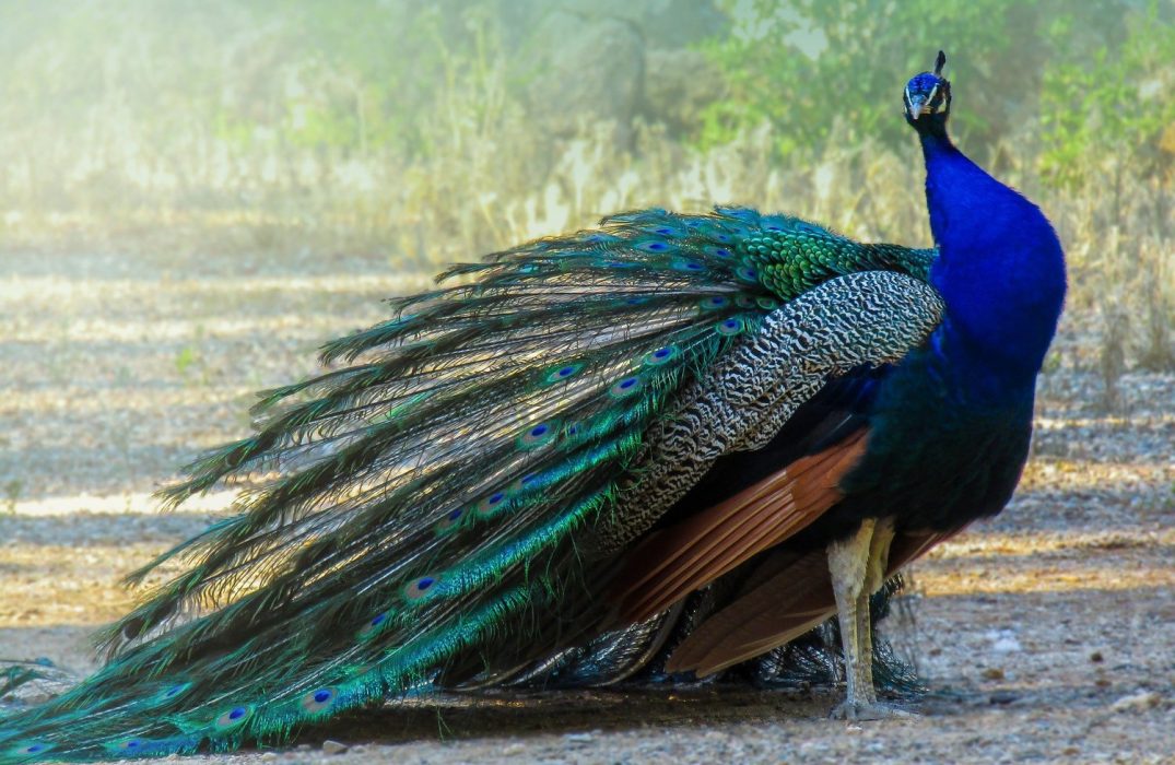 10 Peacocks For Sale in New York Neighborhoods