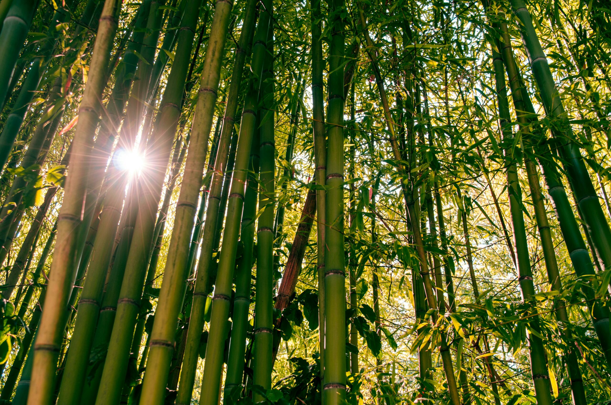 10 Bamboo Plants For Sale in New York Neighborhoods