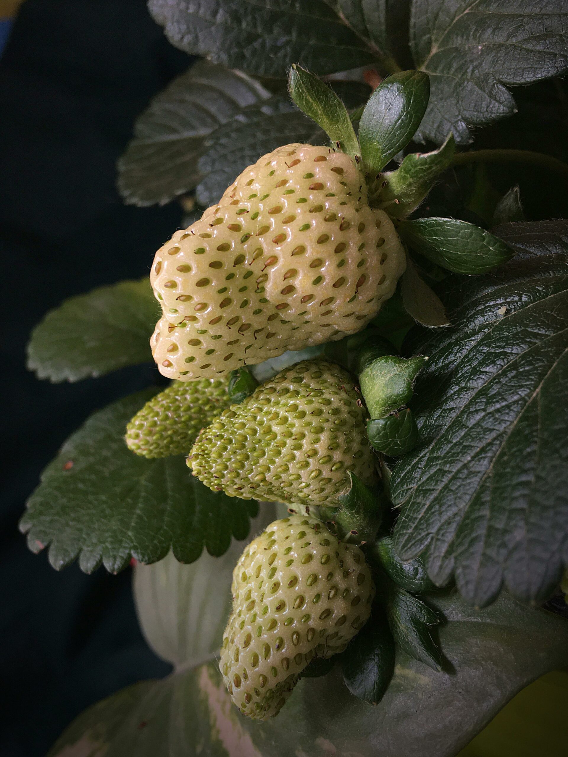 10 Pineberries in New York Neighborhoods