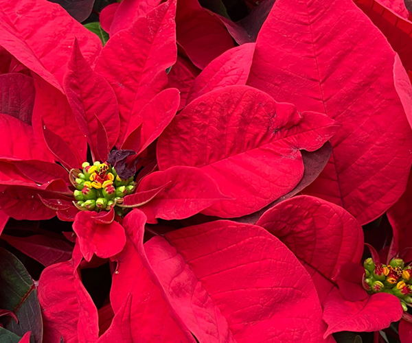 10 Poinsettias in New York Neighborhoods