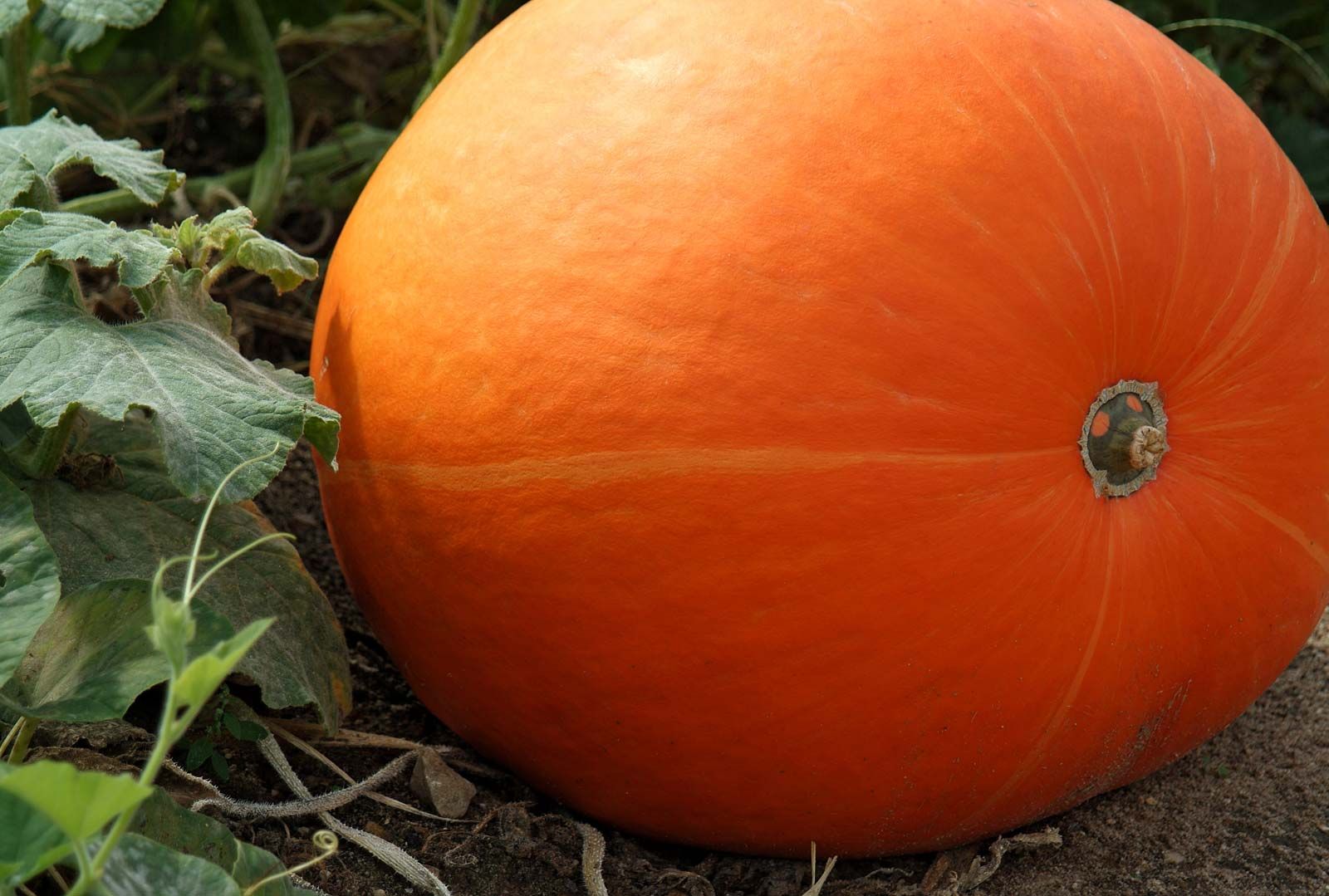 10 Pumpkin Seeds in New York Neighborhoods