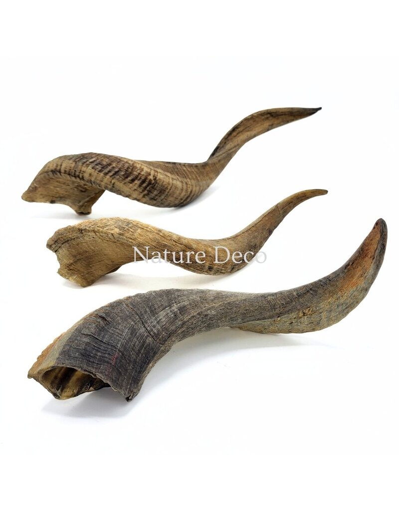 10 Rams Horn in New York Neighborhoods