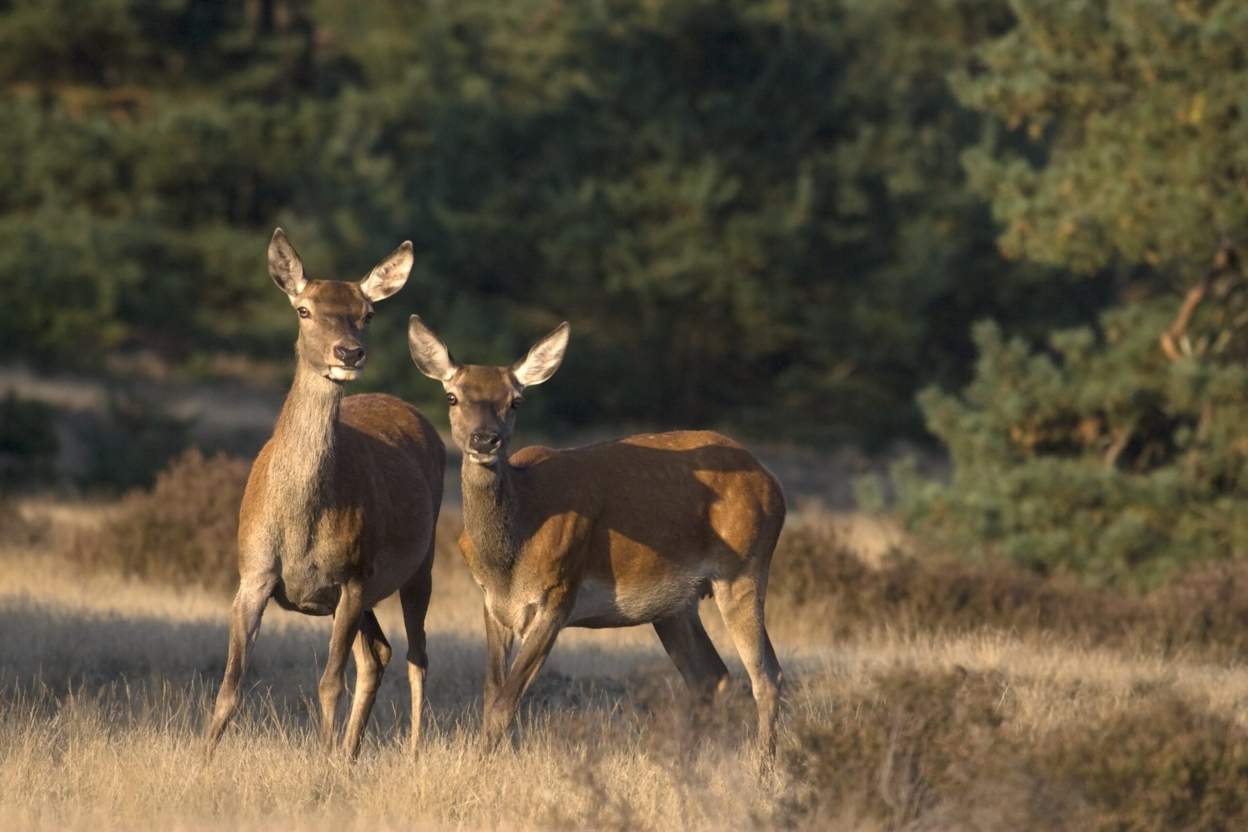 10 Venison in New York Neighborhoods