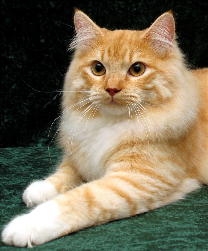 10 Siberian Cats in New York Neighborhoods
