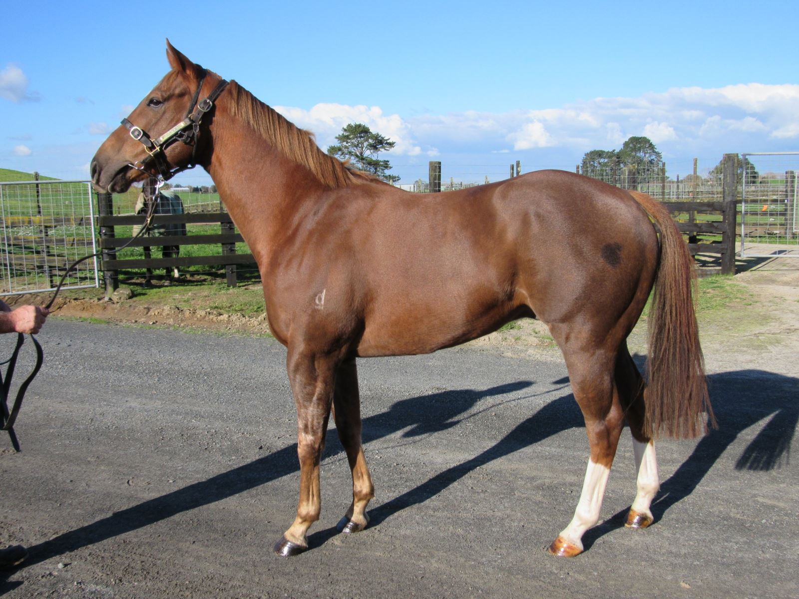 10 Horses For Lease in New York Neighborhoods