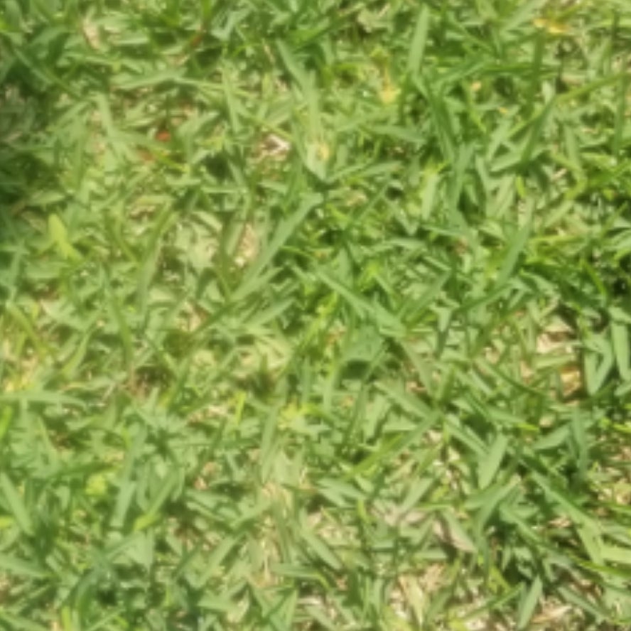 10 St Augustine Sod in New York Neighborhoods