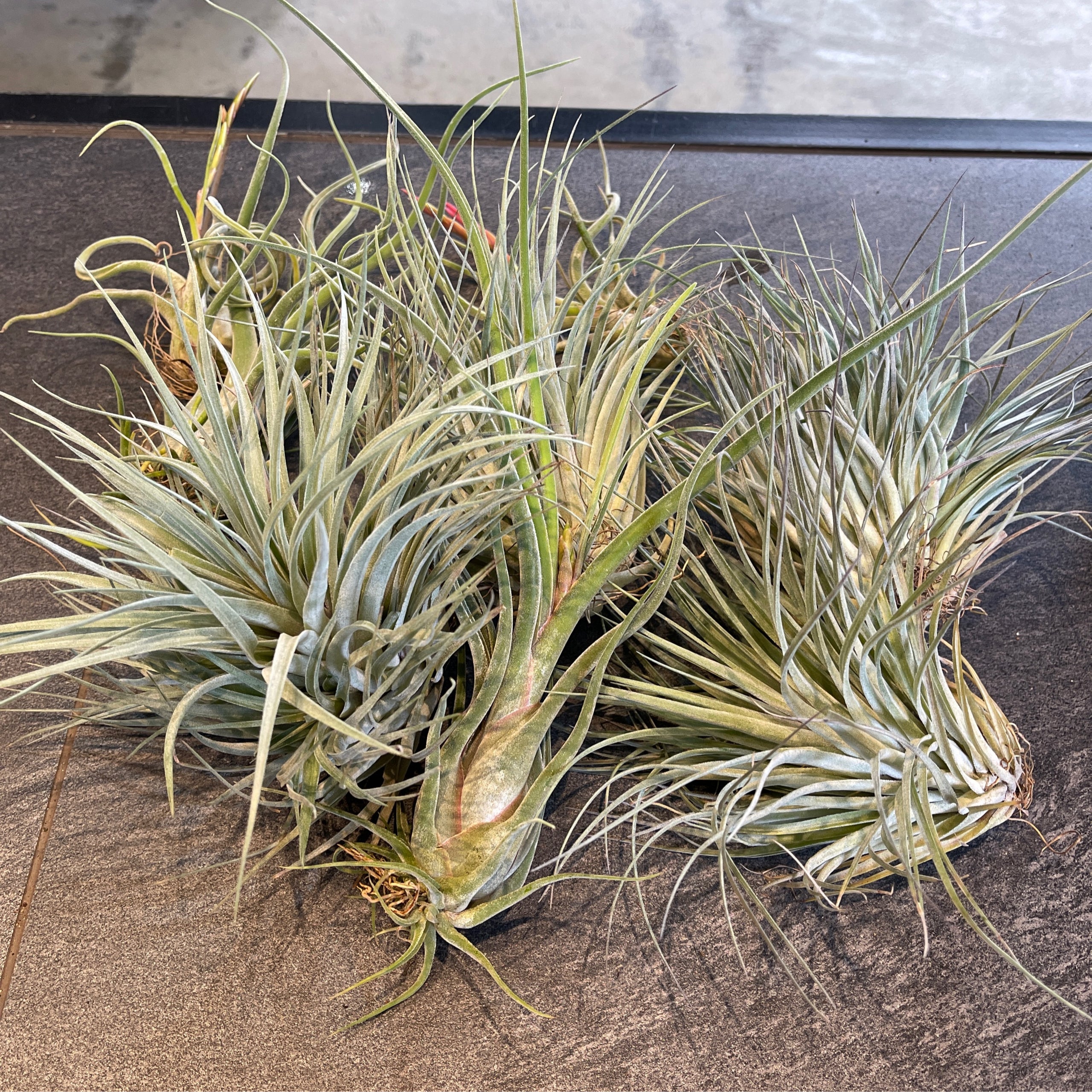 10 Tillandsia in New York Neighborhoods